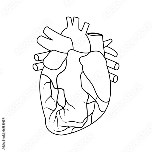 Anatomy of the human heart illustration