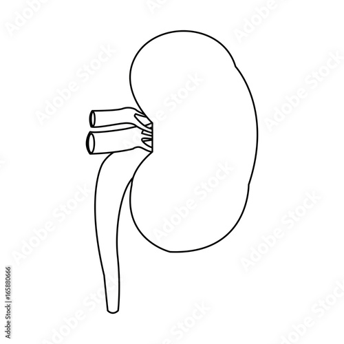 Kidneys of healthy person. Internal organs. Isolated on white vector illustration