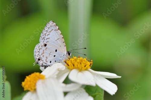 Wallpaper Mural Butterfly from the Taiwan (Megisba malaya sikkima) Taiwan black star small gray butterfly Torontodigital.ca
