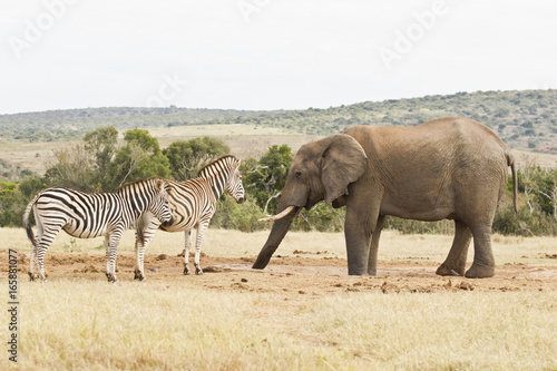 Zebras and an African elephant at a waterhole