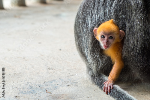 Foto Curious and funny cub silvery lutung monkey showing his tongue