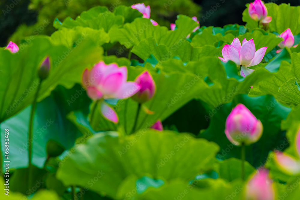 The Lotus Flower.Background is the lotus leaf and lotus bud and lotus flower and tree.Shooting location is Yokohama, Kanagawa Prefecture Japan. The Lotus Flower.Background is the lotus leaf and lotus bud and lotus flower and tree.Shooting location is Yokohama, Kanagawa Prefecture Japan.