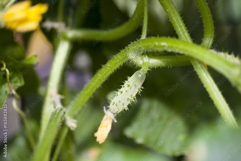 Fresh cumbers. Picking cucumbers from the garden. Pallets of cucumbers on the plant Fresh cumbers. Picking cucumbers from the garden. Pallets of cucumbers on the plant