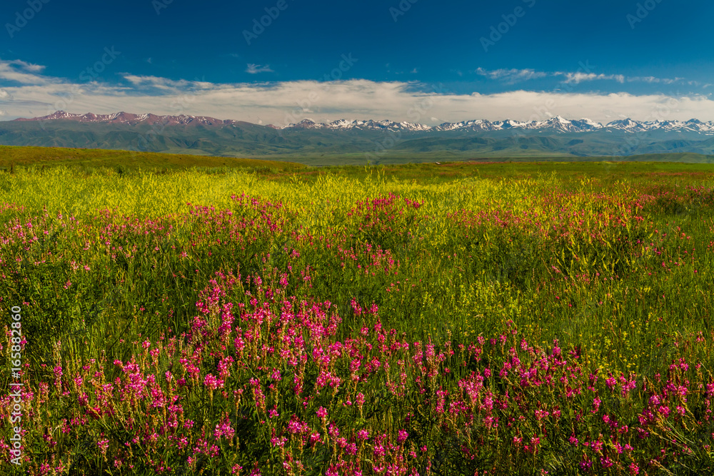 Blooming valley with green mountains. Kyrgyzstan Blooming valley with green mountains. Kyrgyzstan