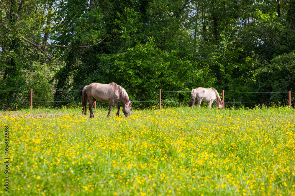 Naklejka premium View of Tarpan, wild horses