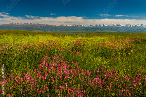 Blooming valley with green mountains. Kyrgyzstan