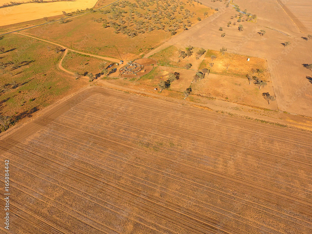 Obraz premium Aerial view of Outback Cattle mustering featuring herd of livestock cows and bulls in drought and dusty area. Ready for auction and cattle yards. Complete with sheep dogs and cowboy farmers.