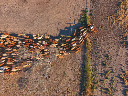 Aerial view of Outback Cattle mustering featuring herd of livestock cows and bulls in drought and dusty area. Ready for auction and cattle yards. Complete with sheep dogs and cowboy farmers.