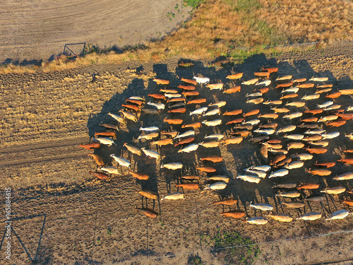 Aerial view of Outback Cattle mustering featuring herd of livestock cows and bulls in drought and dusty area. Ready for auction and cattle yards. Complete with sheep dogs and cowboy farmers.