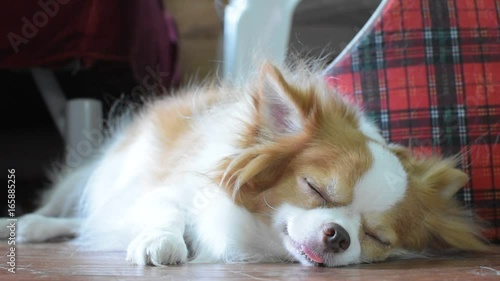 Chihuahua puppies with cute looks, Dog brush