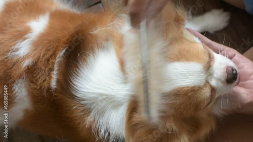 Chihuahua puppies with cute looks, Dog brush