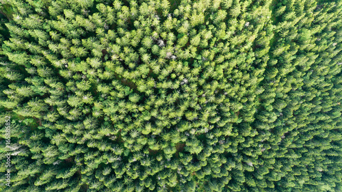 Aerial view of tops of pine forest