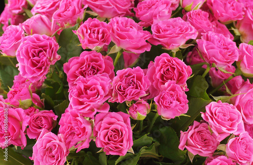 Bouquet of pink roses