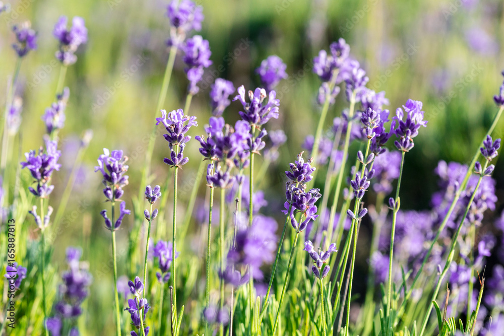 Naklejka premium Lavender plants growing in a field