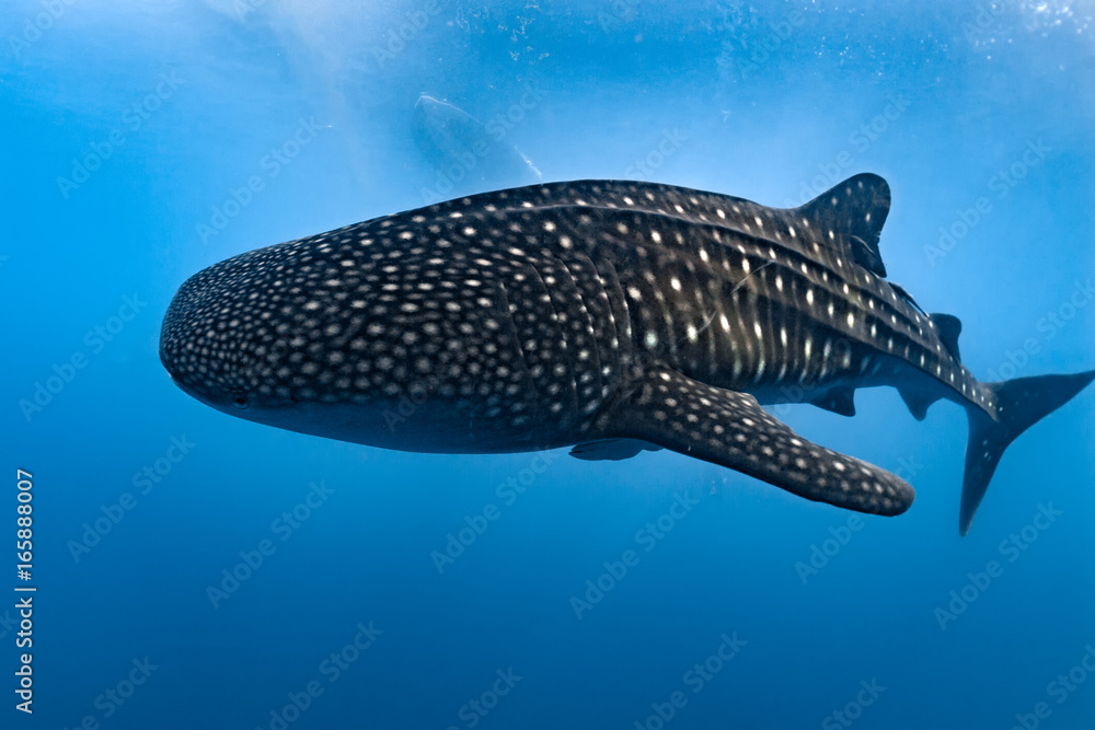Obraz premium Whale Shark close up underwater portrait eating plancton
