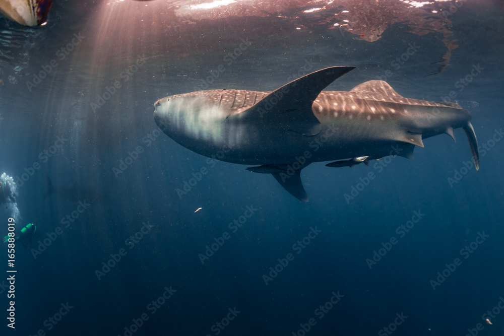Obraz premium Whale Shark underwater approaching a scuba diver in Indonesia