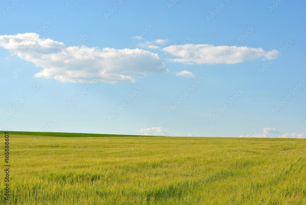 Field with green wheat (rye), cloudy sky, Ukraine