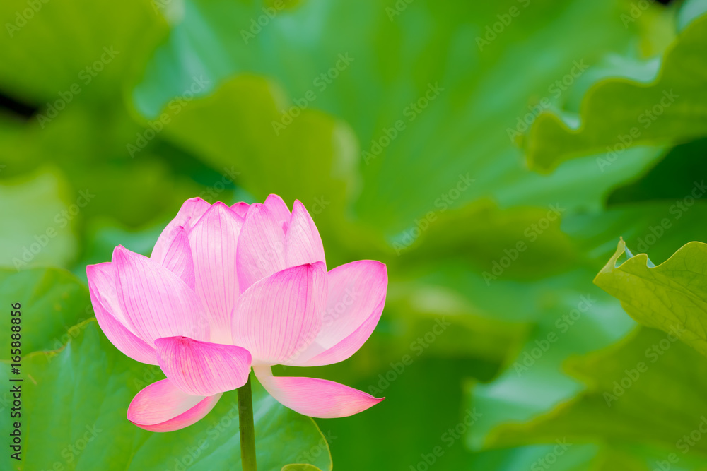 The Lotus Flower.Background is the lotus leaf.Shooting location is Yokohama, Kanagawa Prefecture Japan. The Lotus Flower.Background is the lotus leaf.Shooting location is Yokohama, Kanagawa Prefecture Japan.