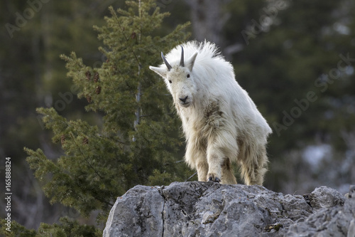 mountain goat on rock ledge