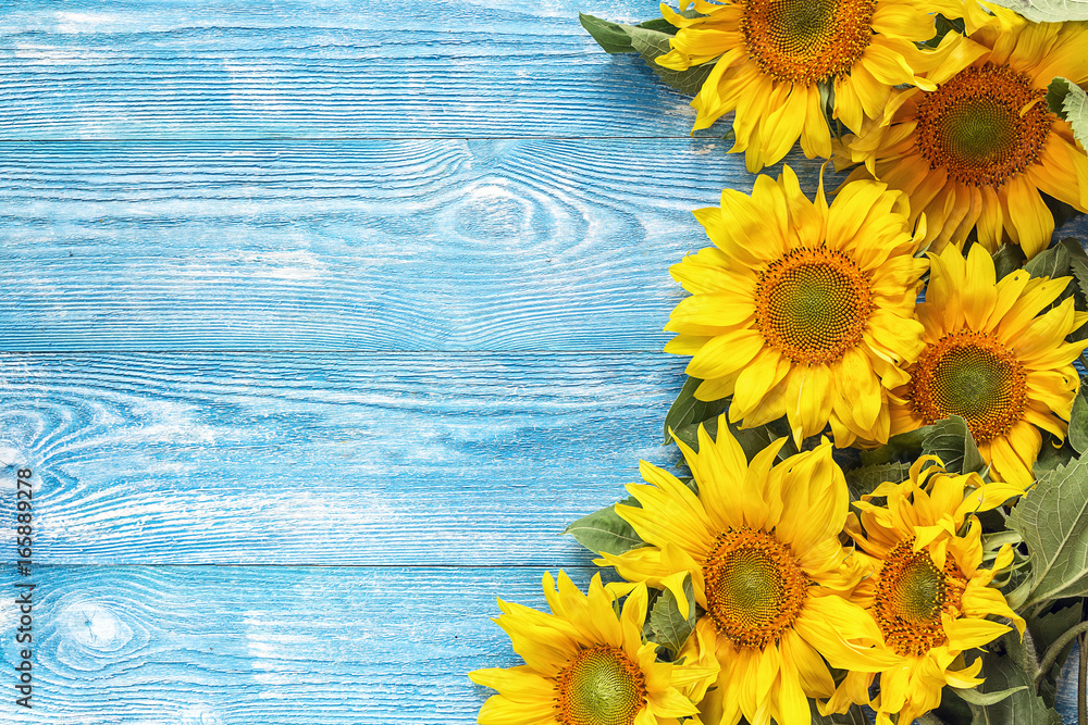 Fototapeta premium Yellow sunflowers on blue wooden background. Copy space.