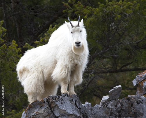 mountain goat on rock ledge