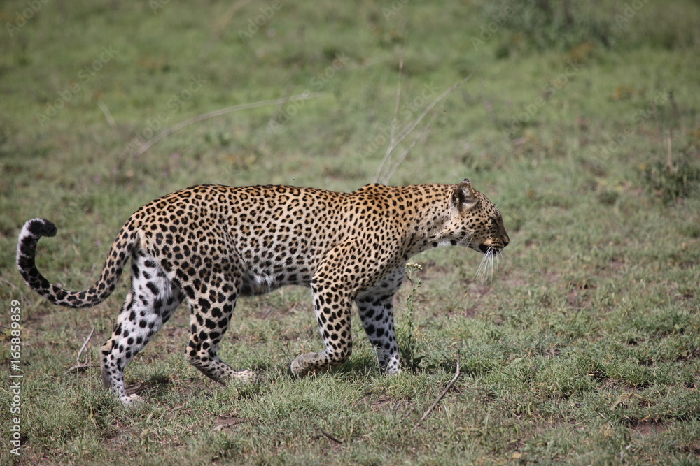 Leopard Kenya Africa savannah wild animal cat mammal Leopard Kenya Africa savannah wild animal cat mammal
