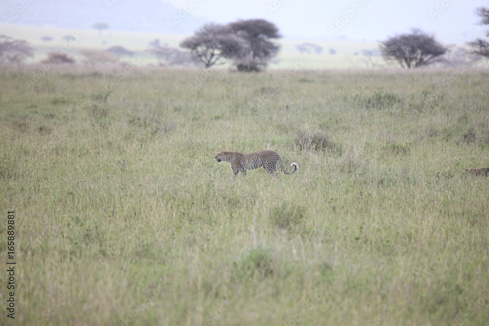 Leopard Kenya Africa savannah wild animal cat mammal Leopard Kenya Africa savannah wild animal cat mammal