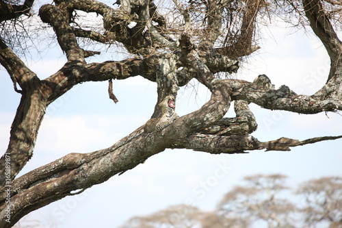 Leopard Kenya Africa savannah wild animal cat mammal