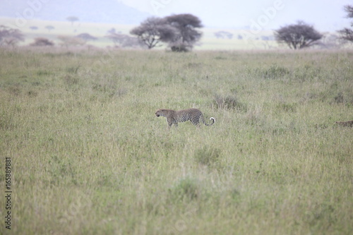 Leopard Kenya Africa savannah wild animal cat mammal