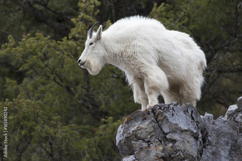mountain goat on rock ledge