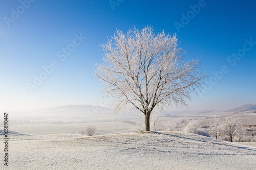 Snow and hoarfrost covered trees in the frosty morning. © Radomir Rezny