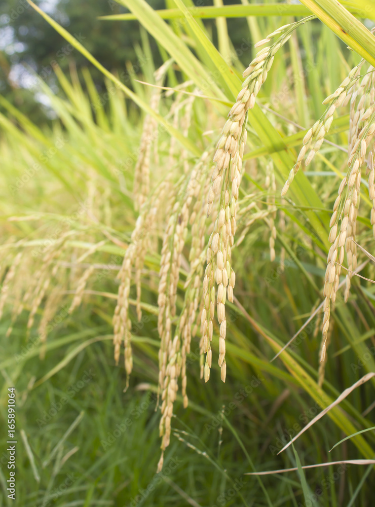 rice field in north Thailand, nature food landscape background. rice field in north Thailand, nature food landscape background.