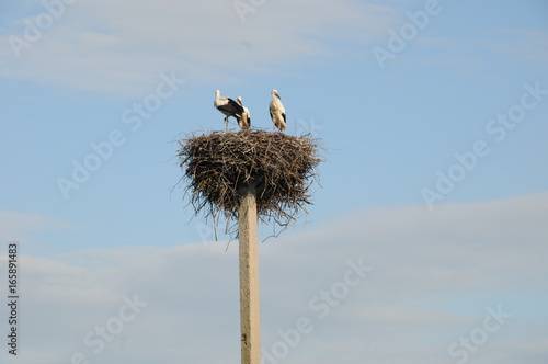 Storks nest in Masuria, Poland