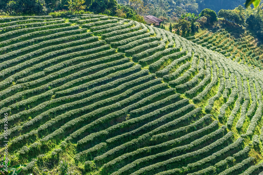 Thai tea plantations planted in mountainous plateau, Doi Mae Salong, Chiang Rai
