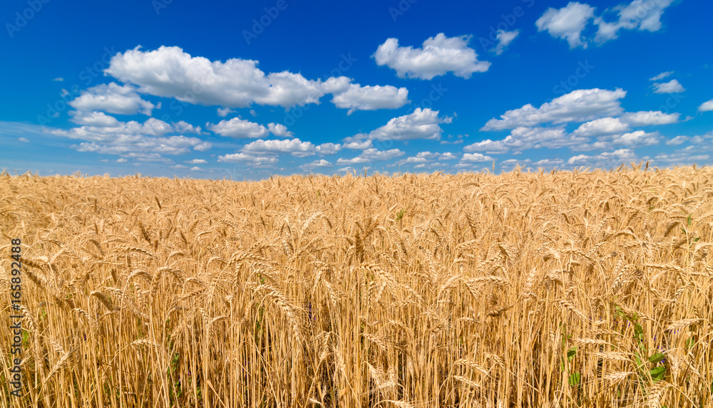 Golden wheat in the field in sunlight with blue sky and clouds, free space. Spikes of ripe wheat field under blue sky background. Agriculture, agronomy and farming background. Harvest concept