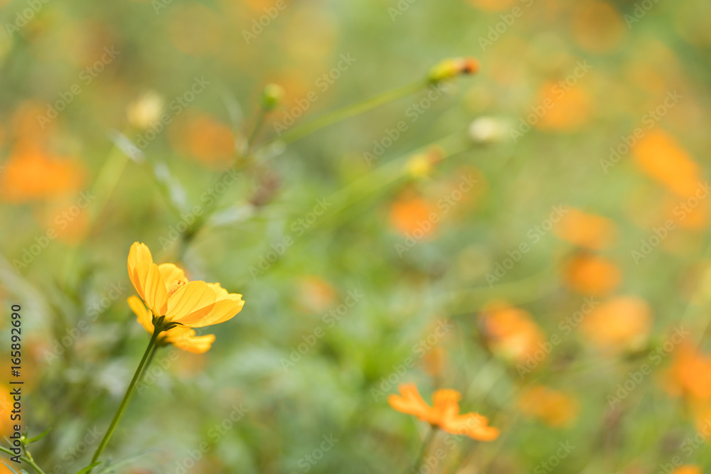 Orange flower with nature background Orange flower with nature background