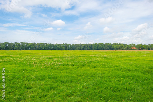 Field below a blue cloudy sky in summer