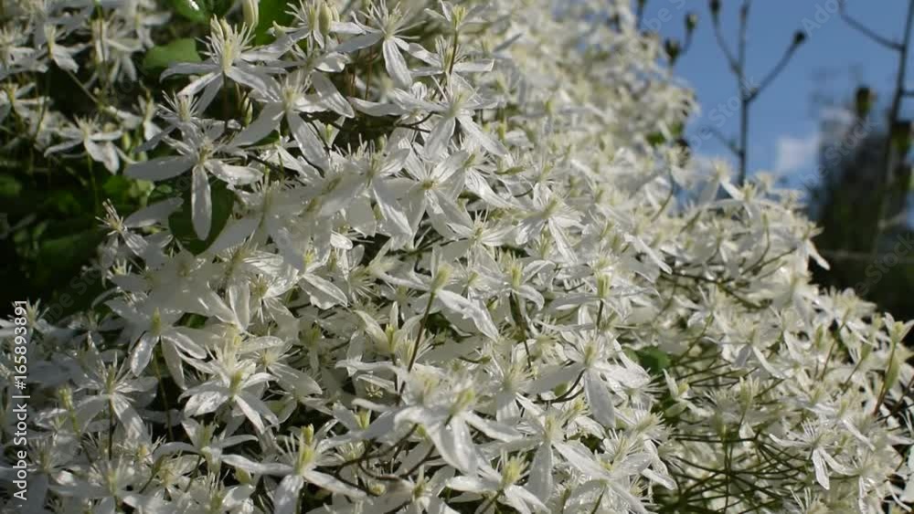 Large beautiful white clematis like a cloud. Erect clematis or Clematis recta in windy summer day Large beautiful white clematis like a cloud. Erect clematis or Clematis recta in windy summer day