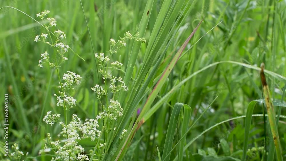 Beautiful summer scene of wild meadow grass and flowers close-up with light wind. Green natural background Beautiful summer scene of wild meadow grass and flowers close-up with light wind. Green natural background