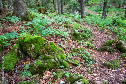 Scenic panorama of green forest thicket in summer