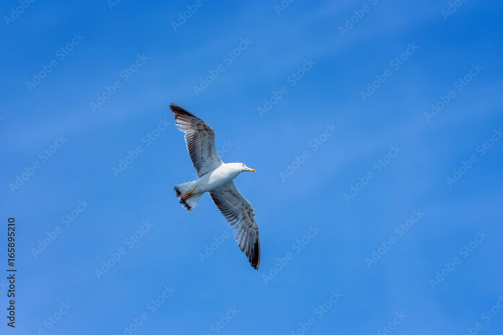 Obraz premium Seagull hovers in sky