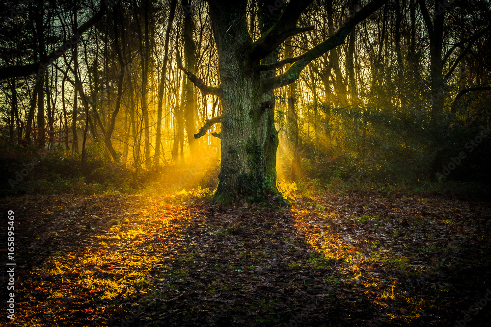 Fototapeta premium Delph Woods, Poole, Dorset