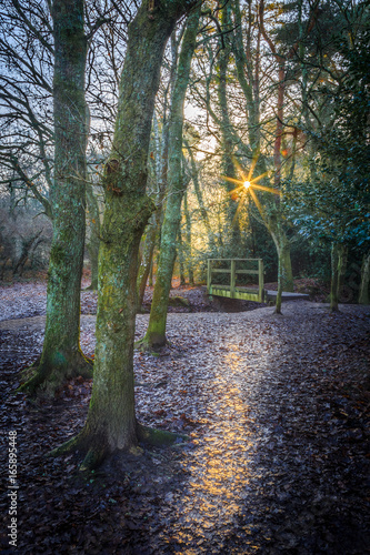 Delph Woods, Poole, Dorset photo