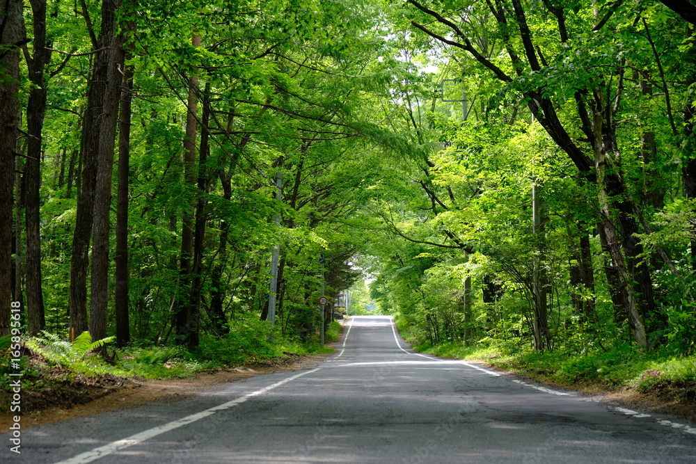 Fototapeta premium 緑のトンネル