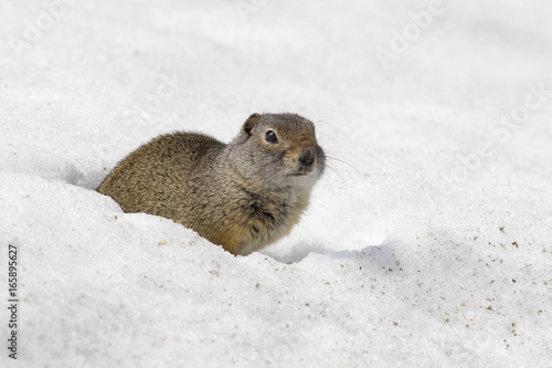 Quadro em tela Uinta ground squirrel out of burrow in early spring