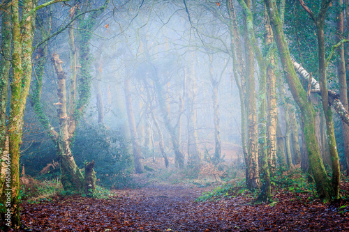Tableau sur toile Delph Woods, Poole, Dorset