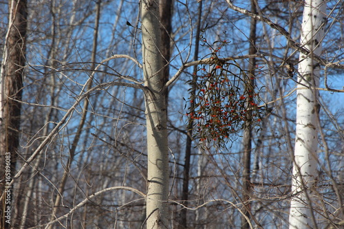 blue sky through trees, branches, day, early spring, forest, mistletoe on the tree, park, red berries, tree bark, tree trunks, trees without leaves, winter