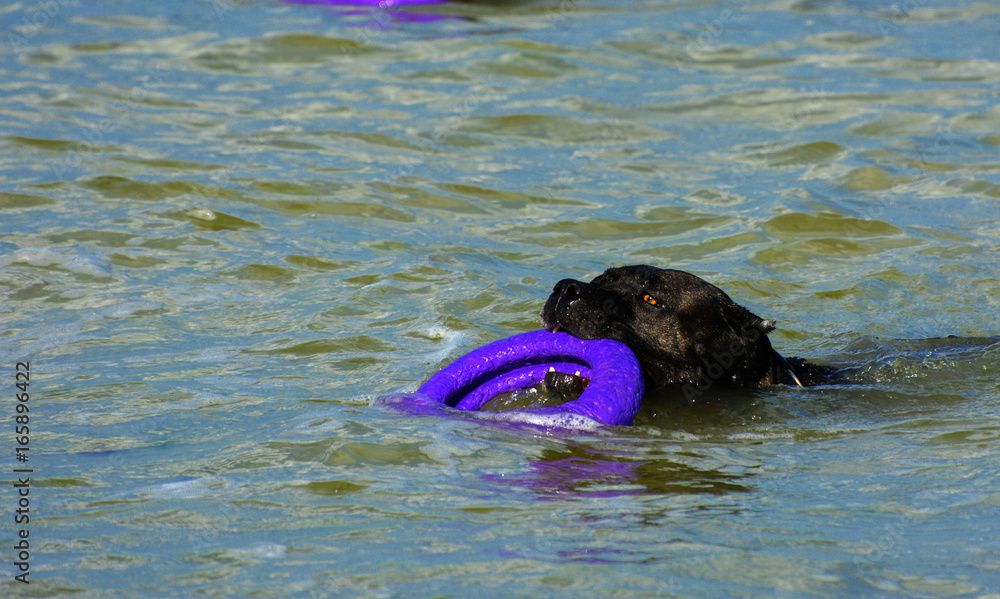 Fototapeta premium Rottweiler dog in the water on the beach playing with a toy in the form of a ring
