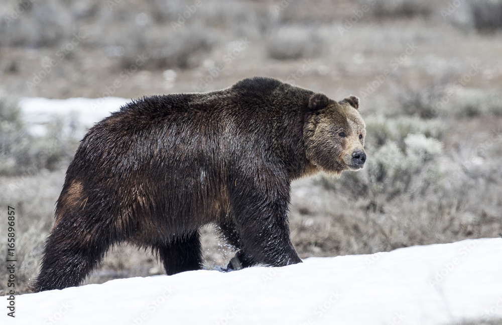 Fototapeta premium Grizzly bear on snow in early spring