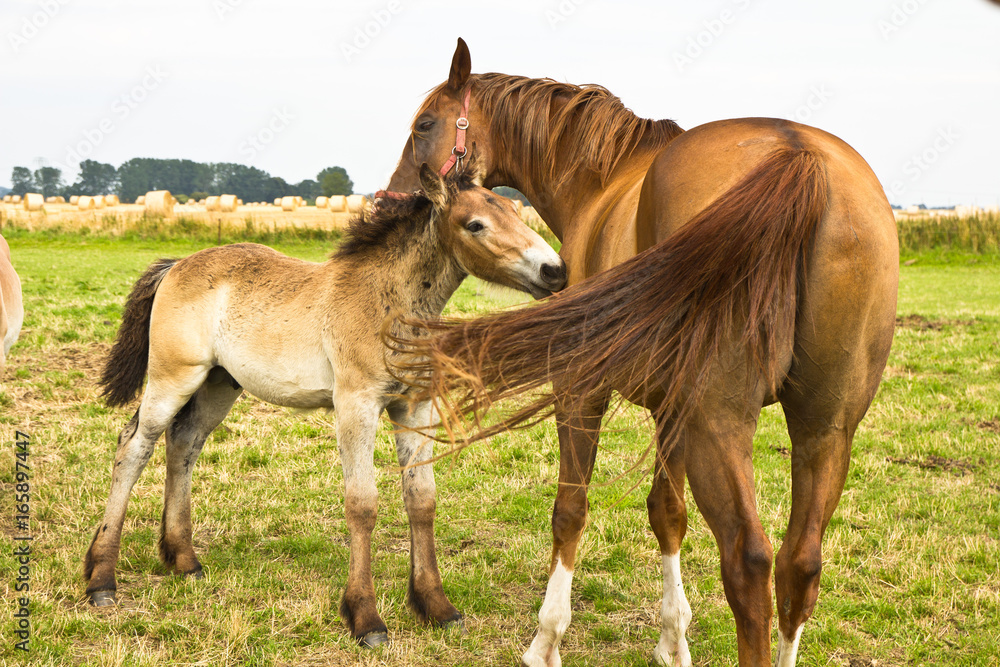 Pferde, Stute mit Fohlen, Liebe, Land, Natur, Tiere Pferde, Stute mit Fohlen, Liebe, Land, Natur, Tiere